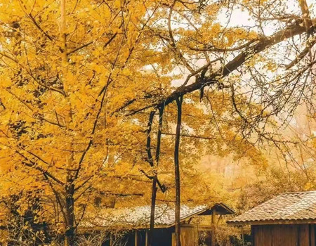 HY-象往号：昆明|保山|腾冲|芒市|瑞丽|老挝|琅勃拉邦跨国专列12天