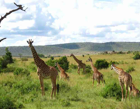 W-新网红六大保护区：众致肯尼亚10天