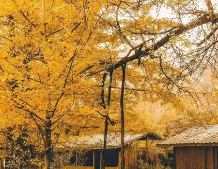 W-千年胡杨.寻艳光雾山：三大胡杨林+光雾山红叶>中国最美秋色摄影专列9天